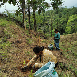 reforesting-costa-rica-rainforest