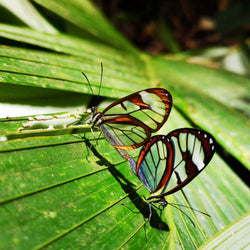 rainforest-butterflies