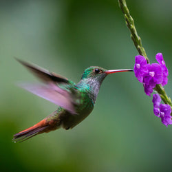 colorful-rainforest-bird