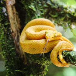 rainforest-yellow-snake