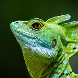 green-chameleon